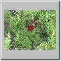 sabina-da-praia:  frutos = glbula